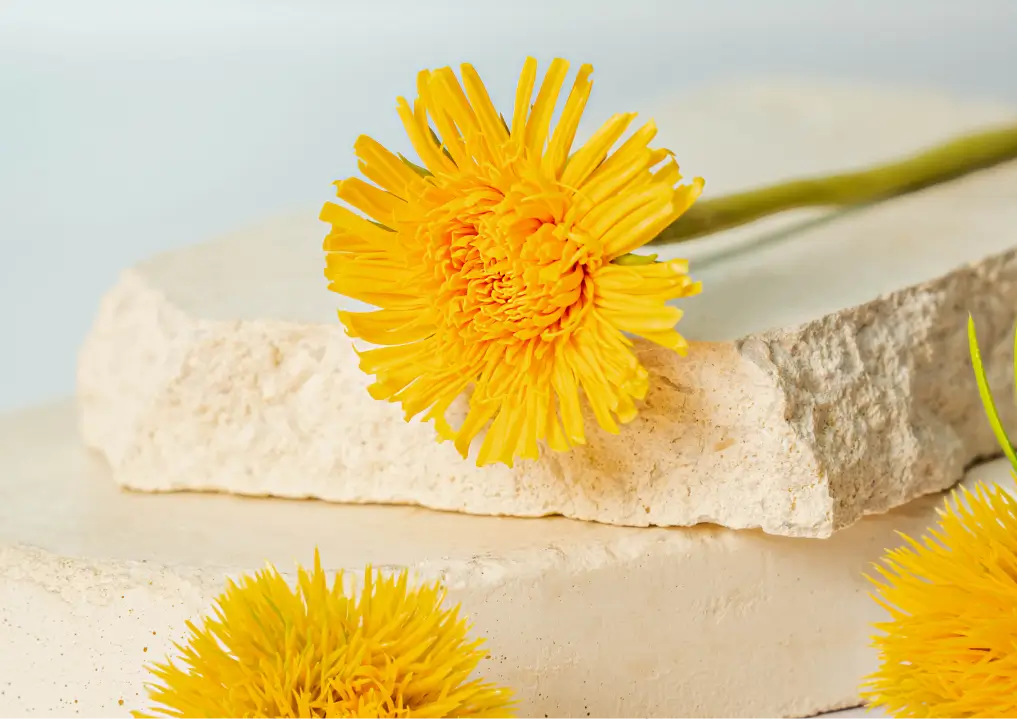 fleurs de pissenlit